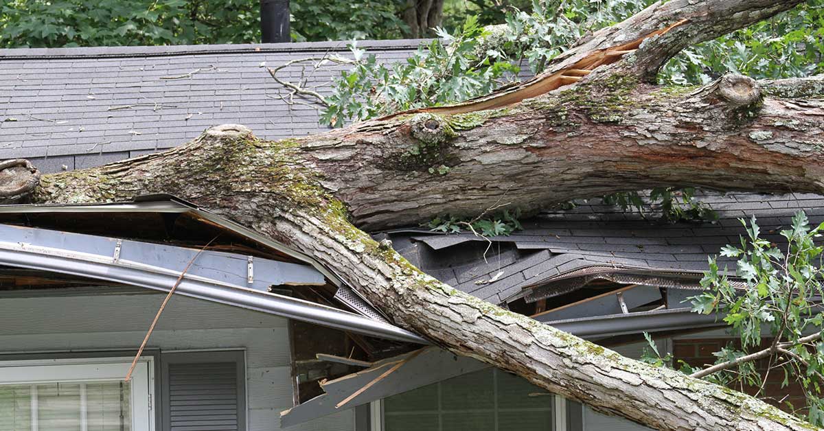 What to do if a tree falls on your roof